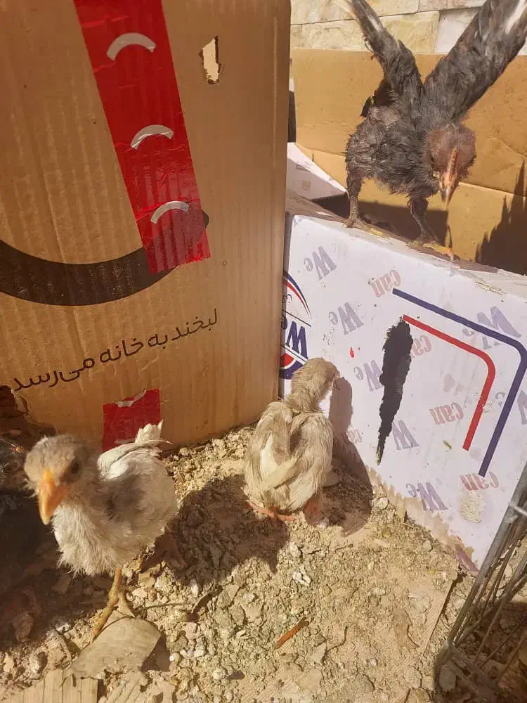 جوجه مرغ گلین گیل لری|حیوانات مزرعه|کرج, شهرک فهمیده|دیوار