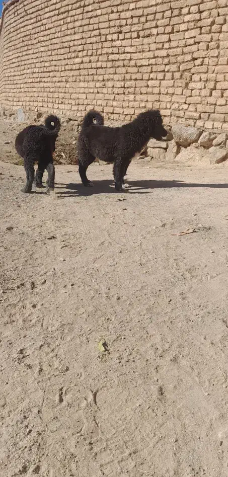 توله لاس قدرحونی|سگ|داران, |دیوار