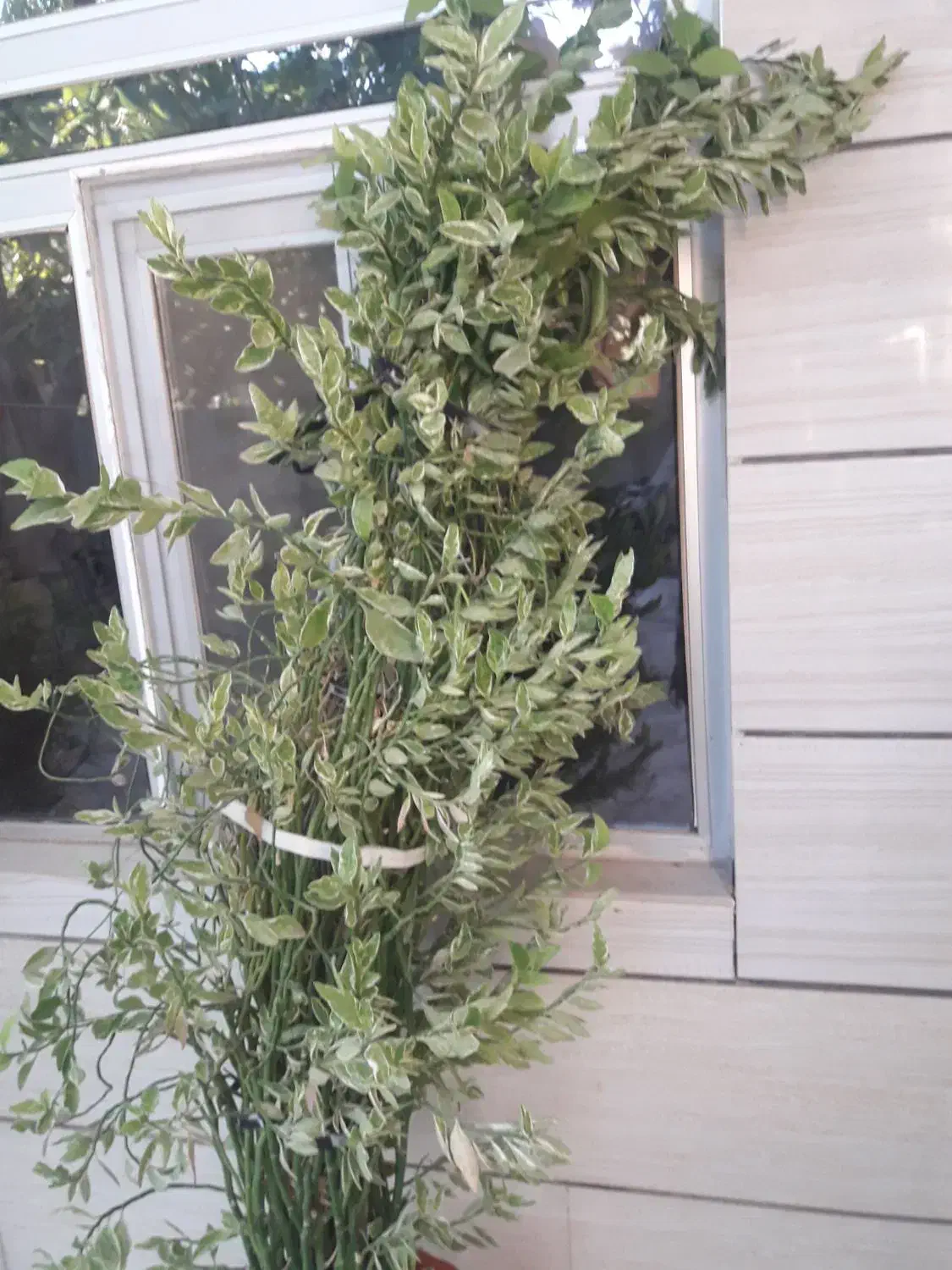 فروش گل های طبیعی فارسان همه باهم هشتصدتومان|گل و گیاه طبیعی|شهرکرد, |دیوار