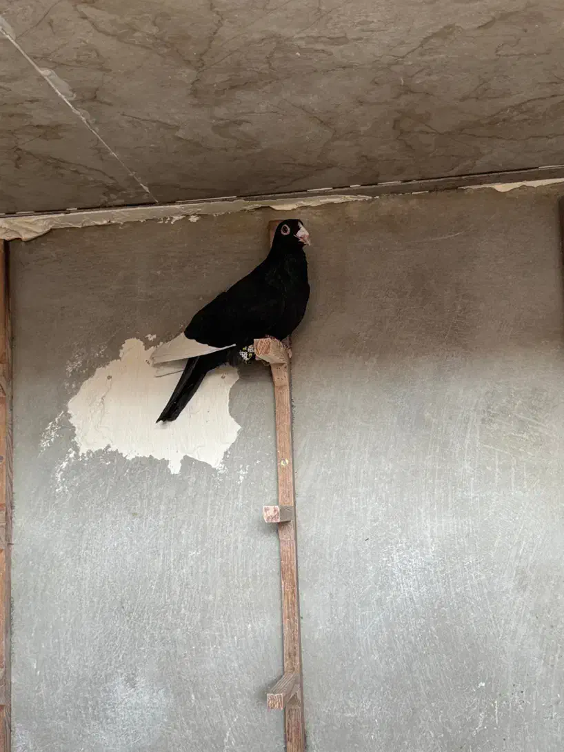 پرنده کبوتر قره سیاه|پرنده|شیراز, شهرک گلستان|دیوار