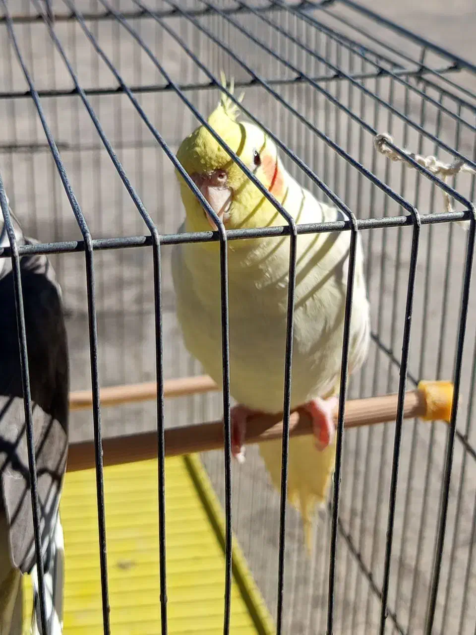 عروس هلندی|پرنده|شوط, |دیوار