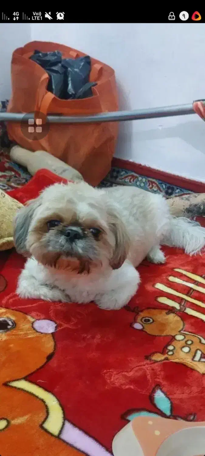 فروش سگ نژاد پیکنیزوشیتزودرپاکدشت|سگ|پاکدشت, پاکدشت (مامازند)|دیوار