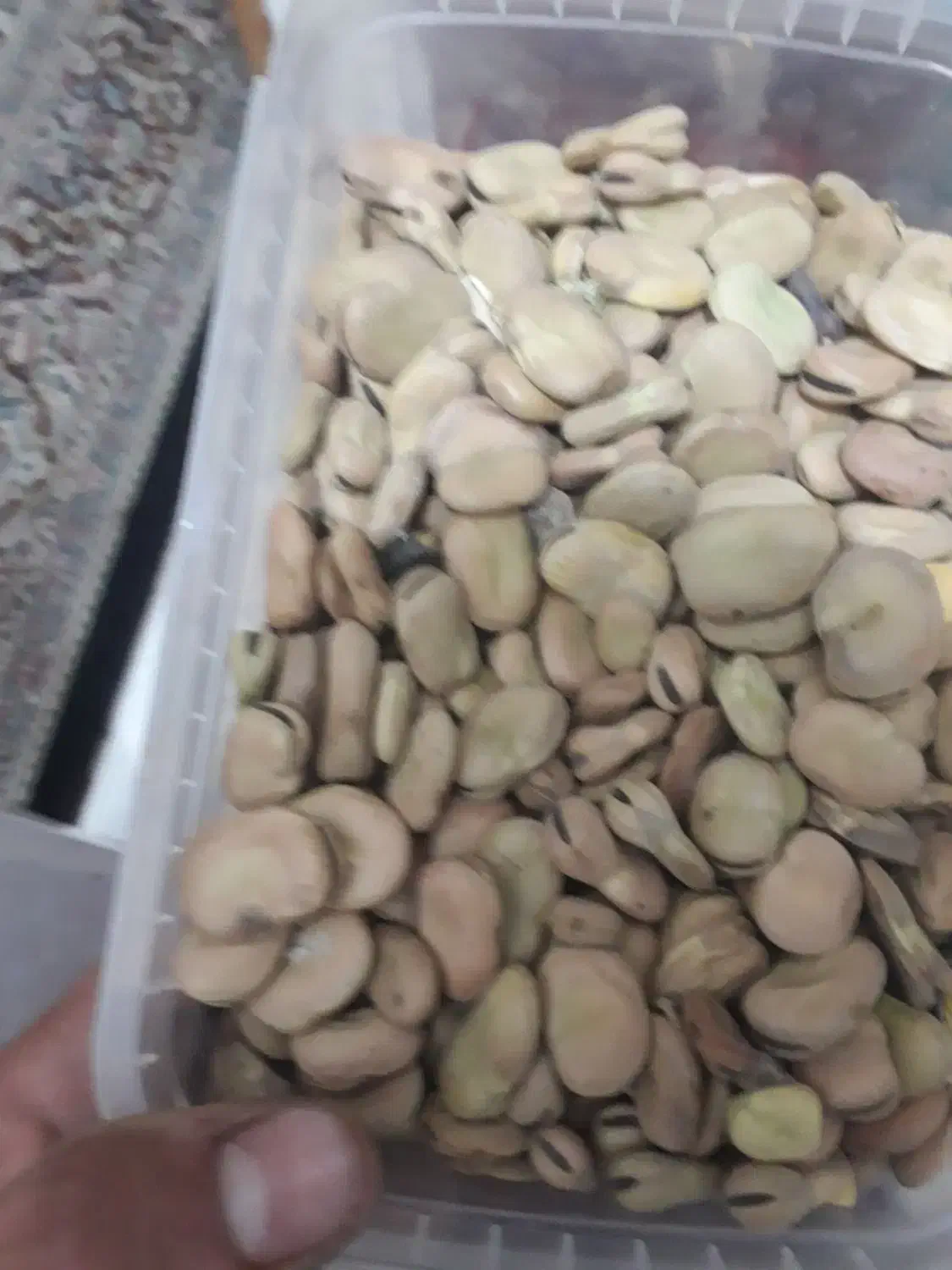 باقله دزفولی|خوردنی و آشامیدنی|بروجرد, |دیوار