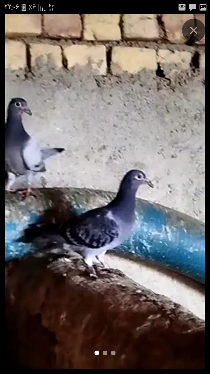 کبوترآلمانی|پرنده|مشهد, فردوسی|دیوار