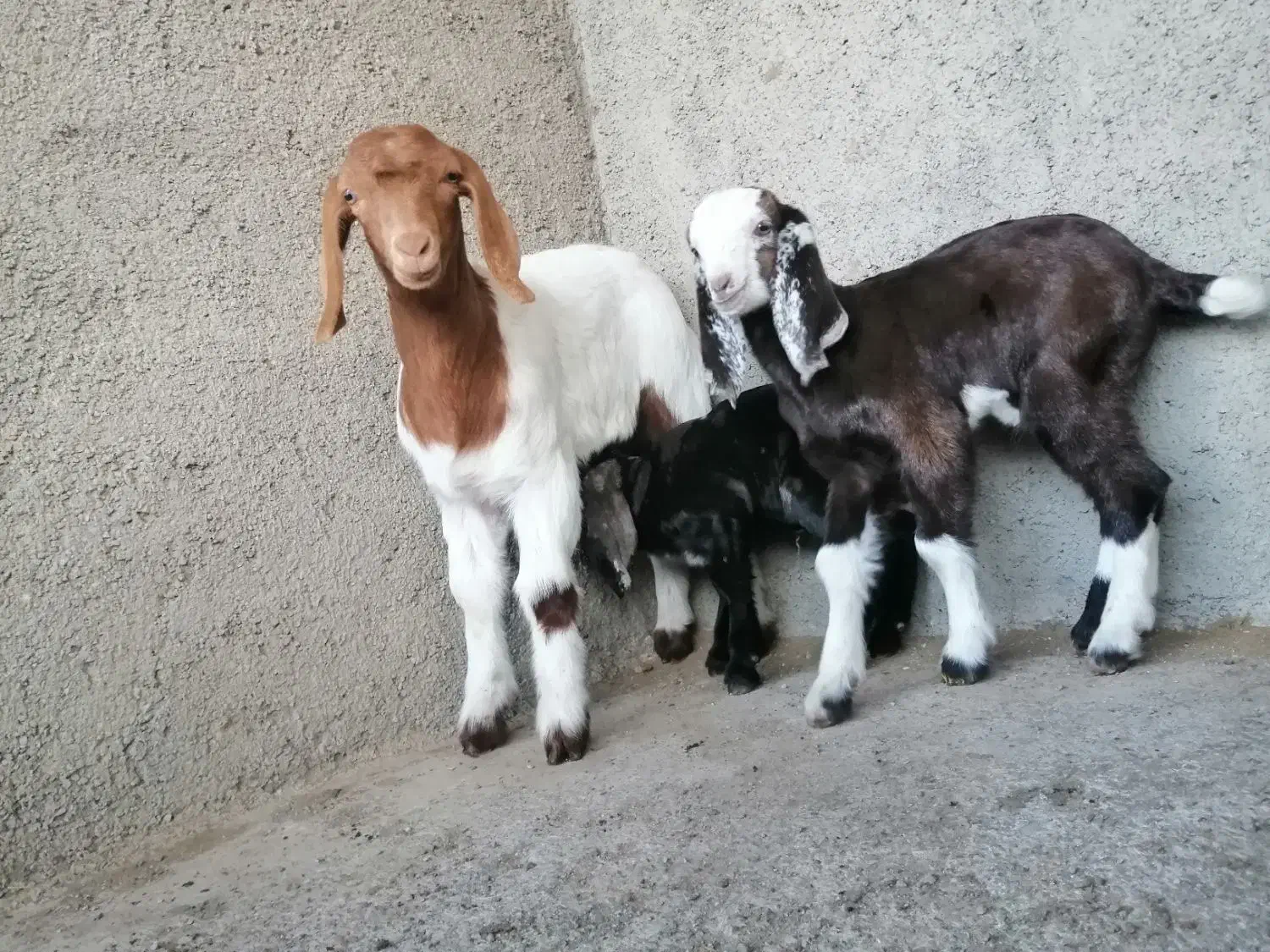 بزو|حیوانات مزرعه|سبزوار, چهارراه فرودگاه|دیوار