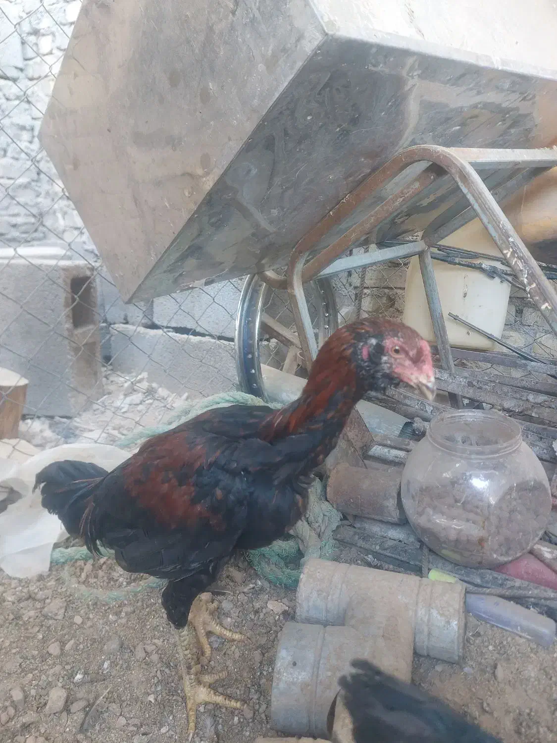 مرغ خروس لاری|حیوانات مزرعه|مهریز, |دیوار