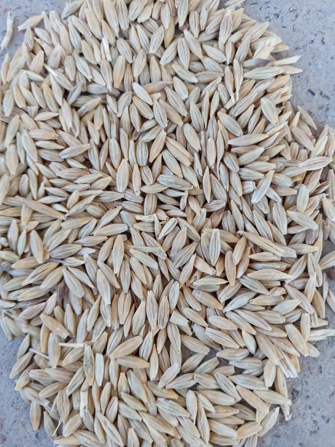 جوه|خوردنی و آشامیدنی|سنقر, |دیوار