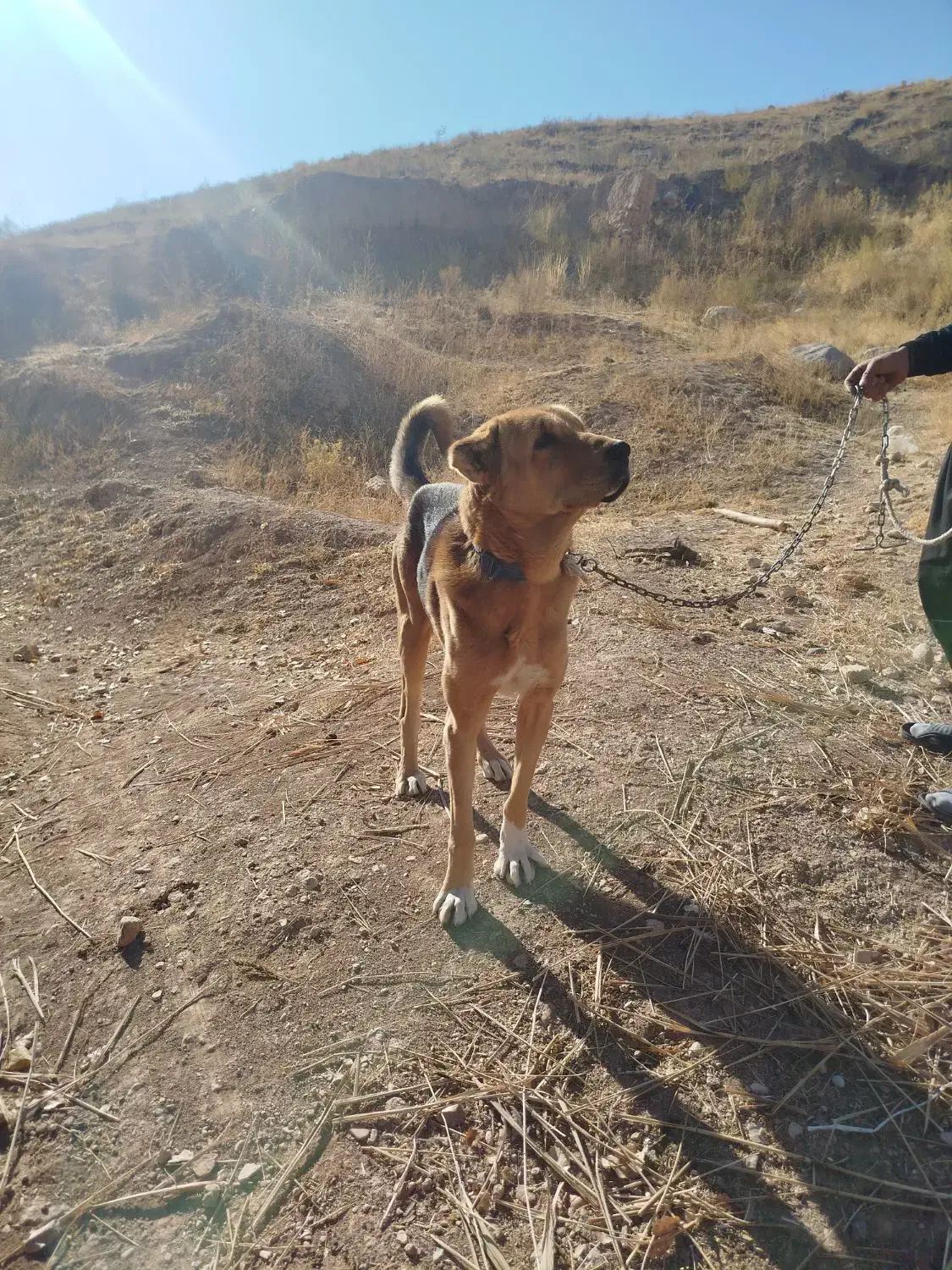 سگ گله|سگ|آبگرم, |دیوار