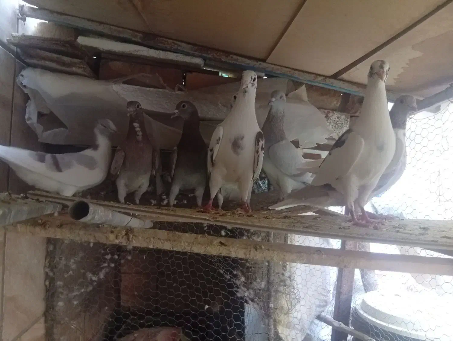 کفتر فروشی|پرنده|بیرجند, |دیوار