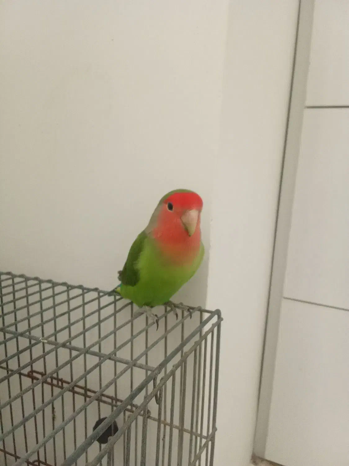 طوطی کوتوله برزیلی|پرنده|بندرعباس, |دیوار