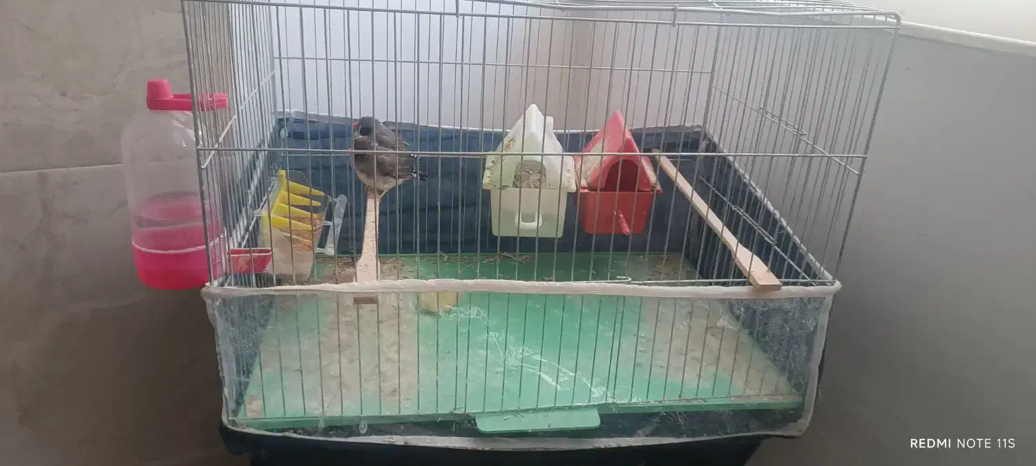 پرنده فنچ|پرنده|قره ضیاالدین, |دیوار