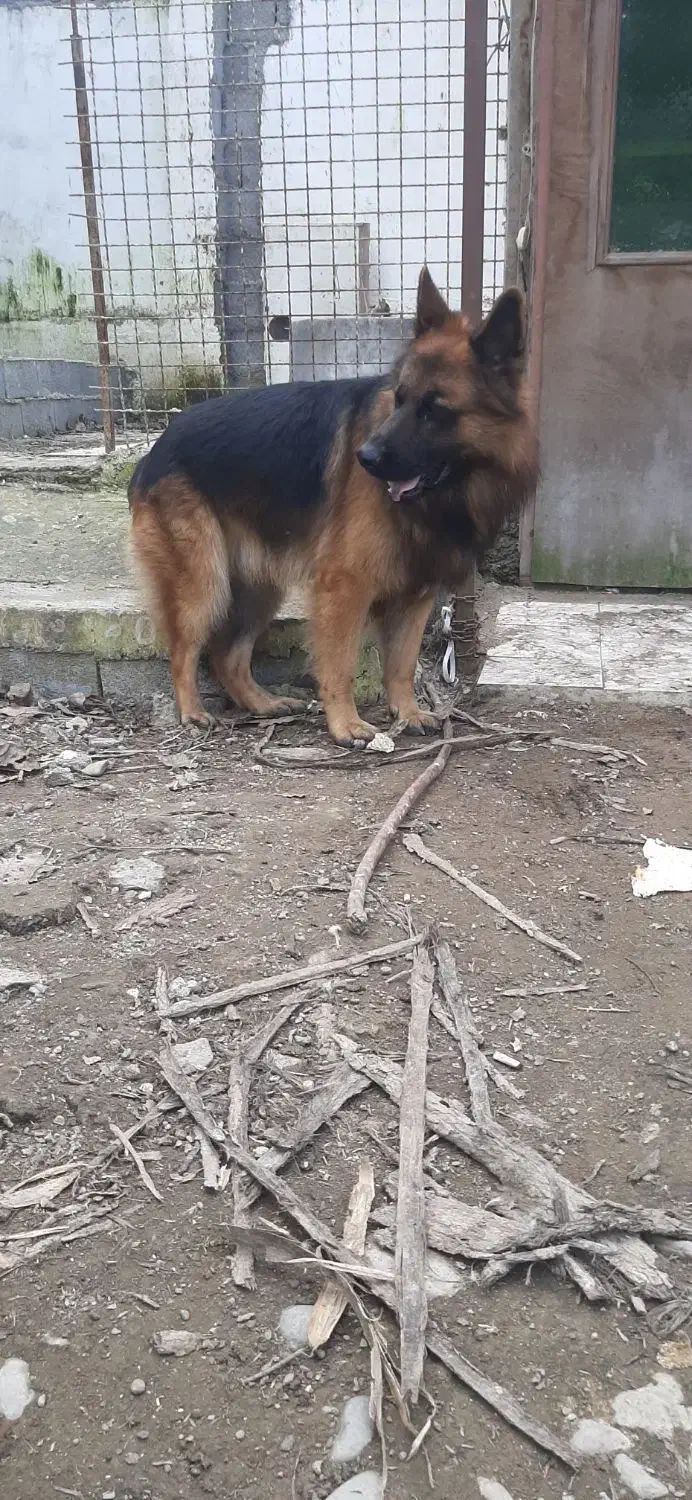 ژرمن شولاین خالص اصیل|سگ|رشت, پل تالشان|دیوار