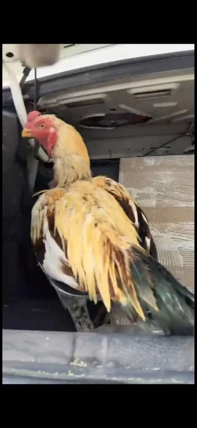 خروس لاری اصل|حیوانات مزرعه|ارزوئیه, |دیوار