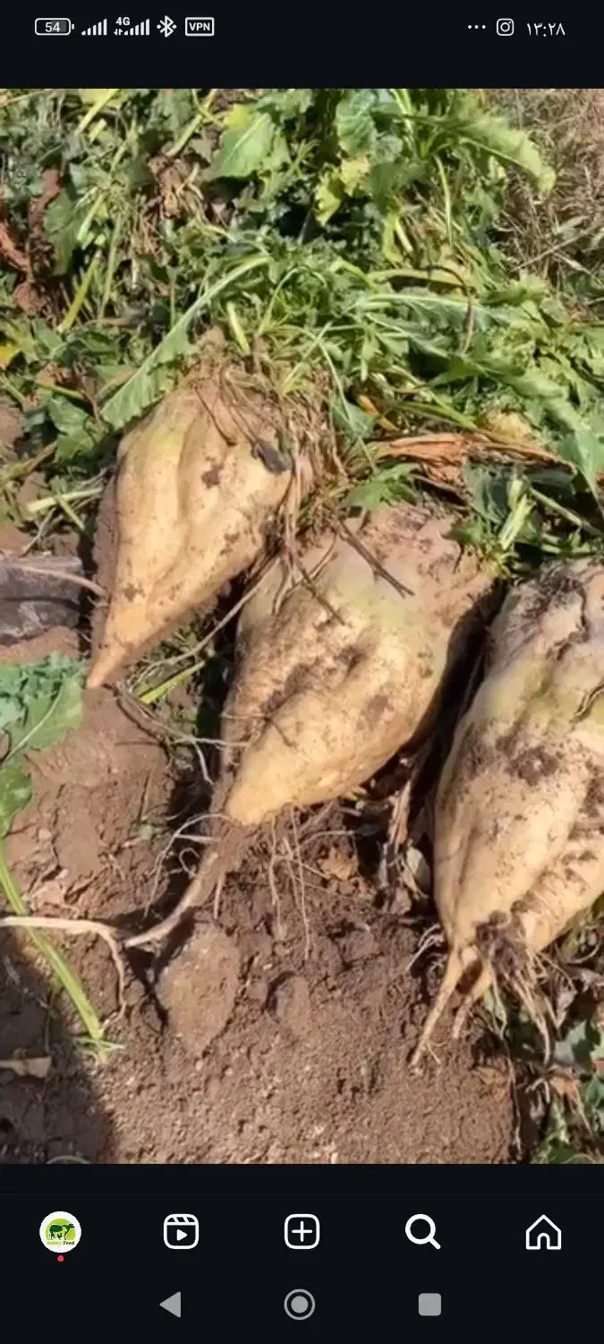 چغندر|خدمات باغبانی و درختکاری|اشتهارد, |دیوار