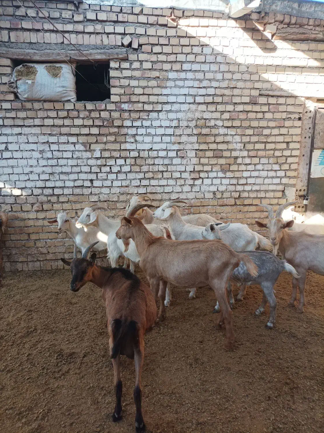 بزسانن اصلی|حیوانات مزرعه|جلگه رخ, |دیوار