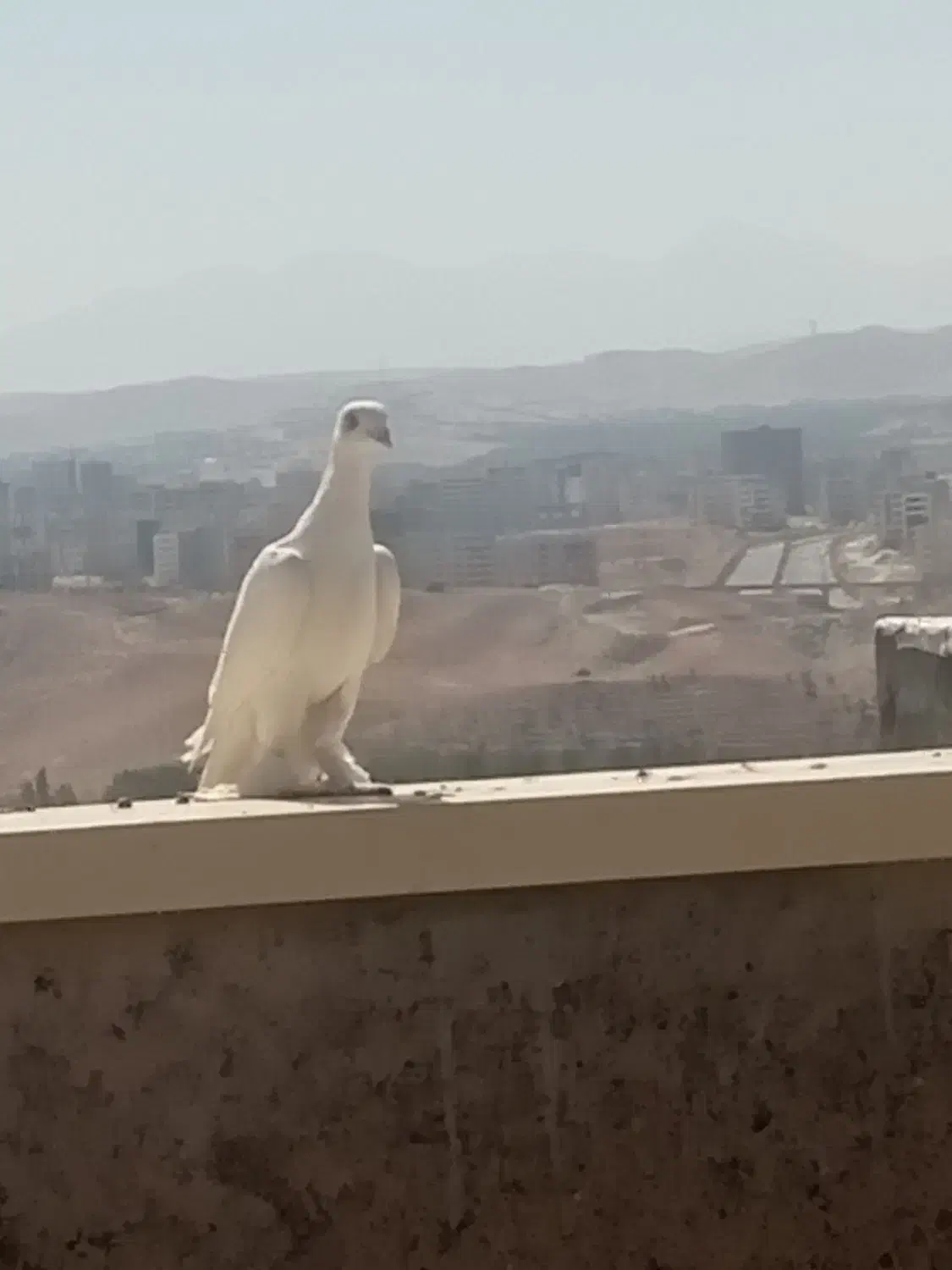 کبوتر|پرنده|تبریز, |دیوار