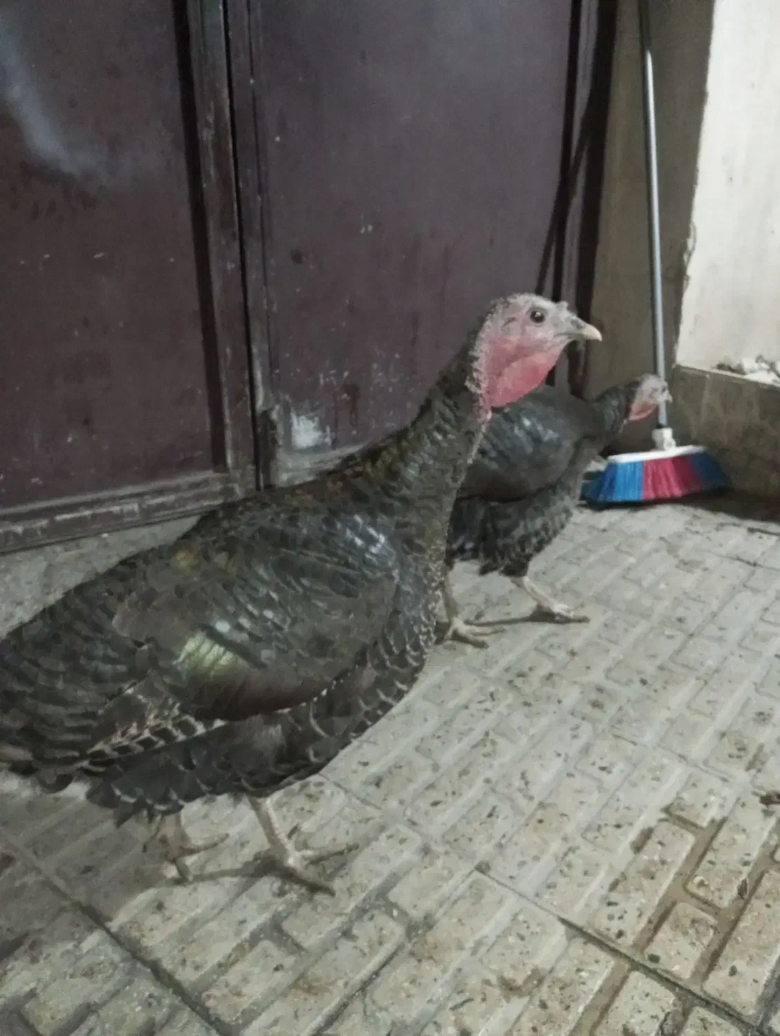 دو عدد بوقلمون ماده|حیوانات مزرعه|کرمانشاه, |دیوار