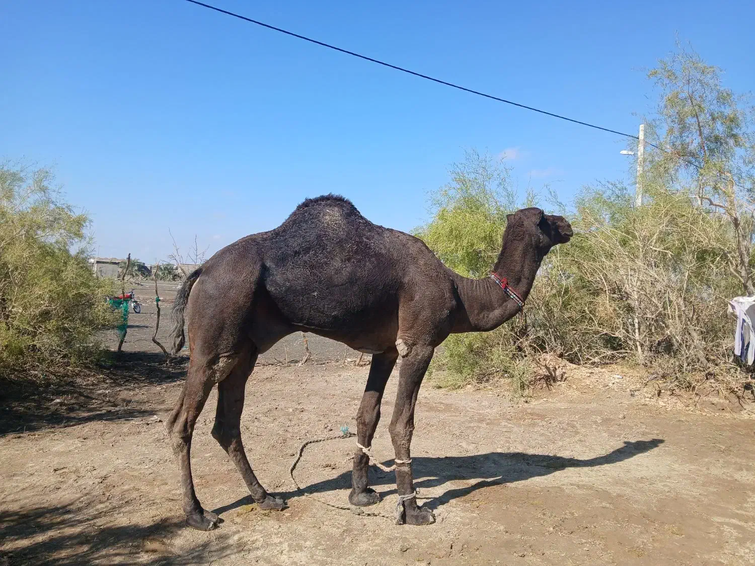 لوک جوان|حیوانات مزرعه|لاشار, |دیوار