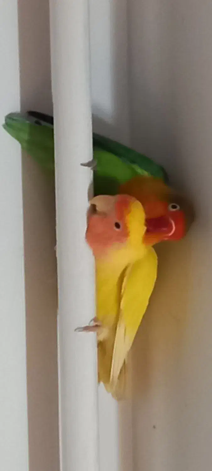 طوطی برزیلی|پرنده|ماسال, |دیوار