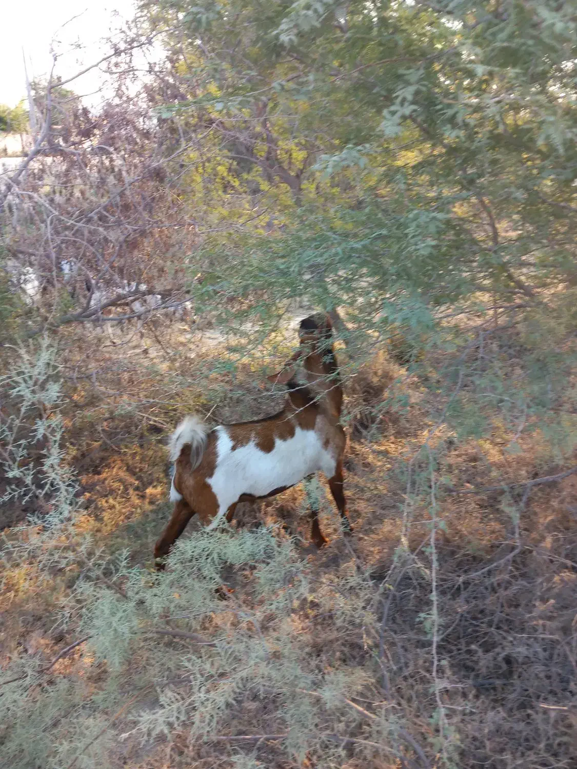 کهره نر پاکستانی|حیوانات مزرعه|فین, |دیوار