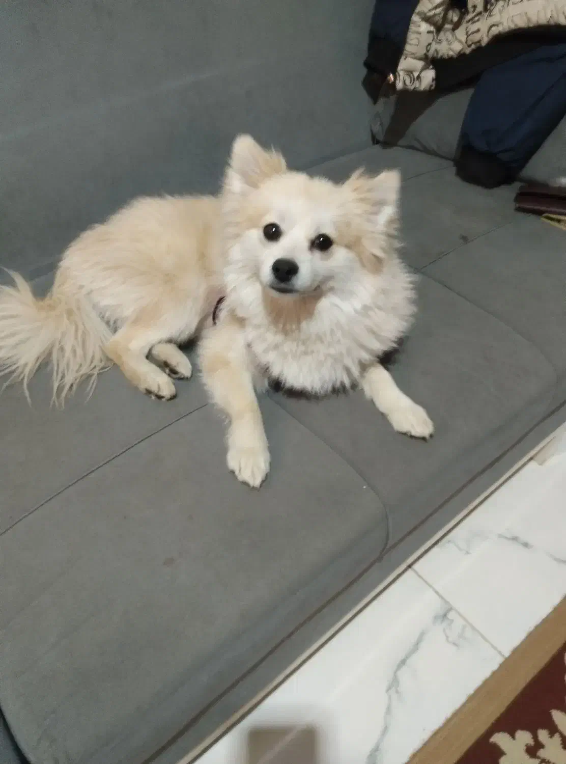 سگ تربیت شده|سگ|شهریار, فرارت|دیوار