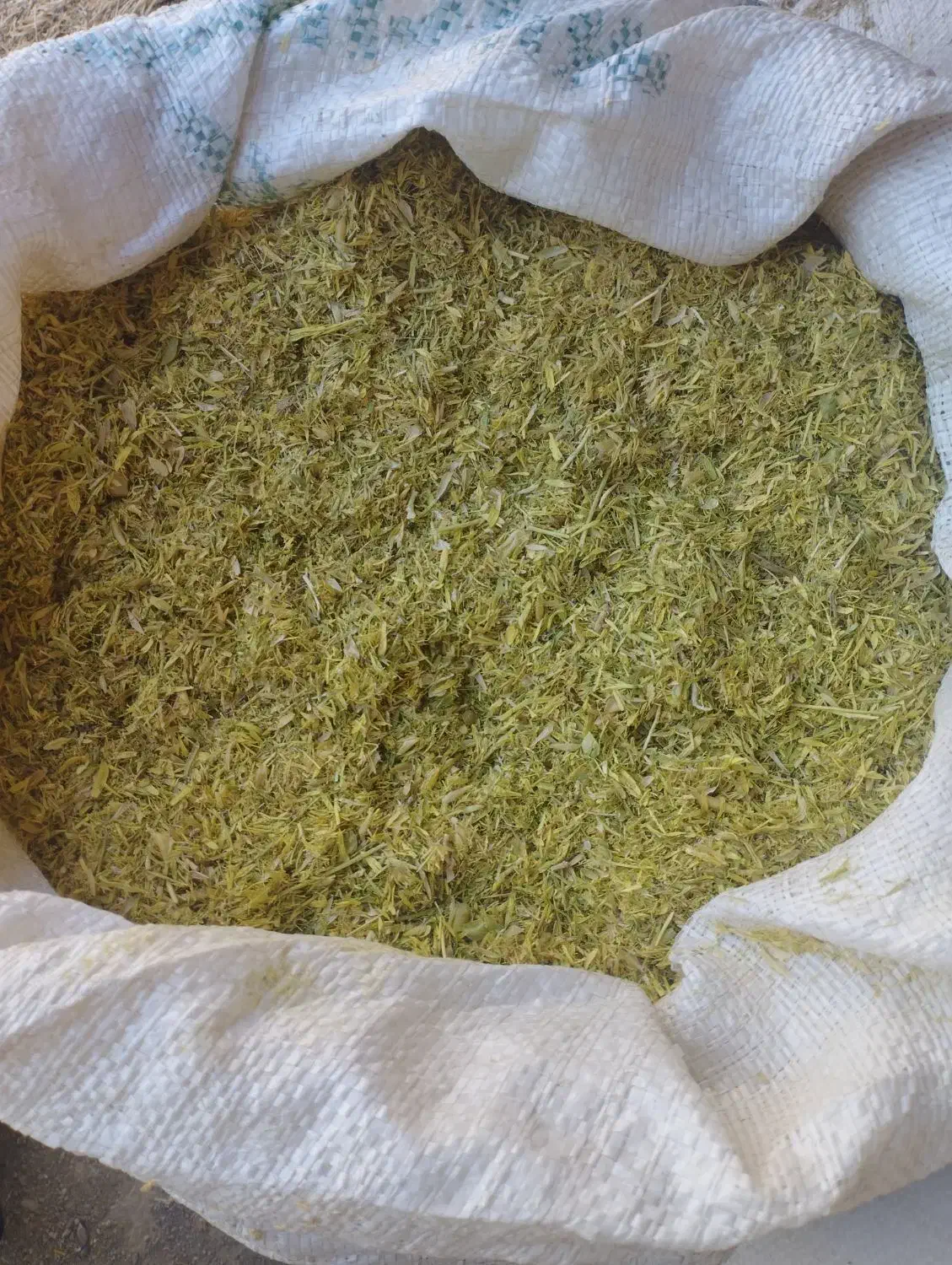 کاه عدس|خدمات باغبانی و درختکاری|رشت, حومه رشت|دیوار