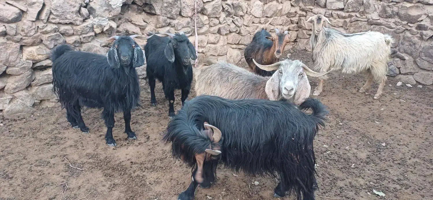 بز برای کشت|حیوانات مزرعه|دهدشت, |دیوار