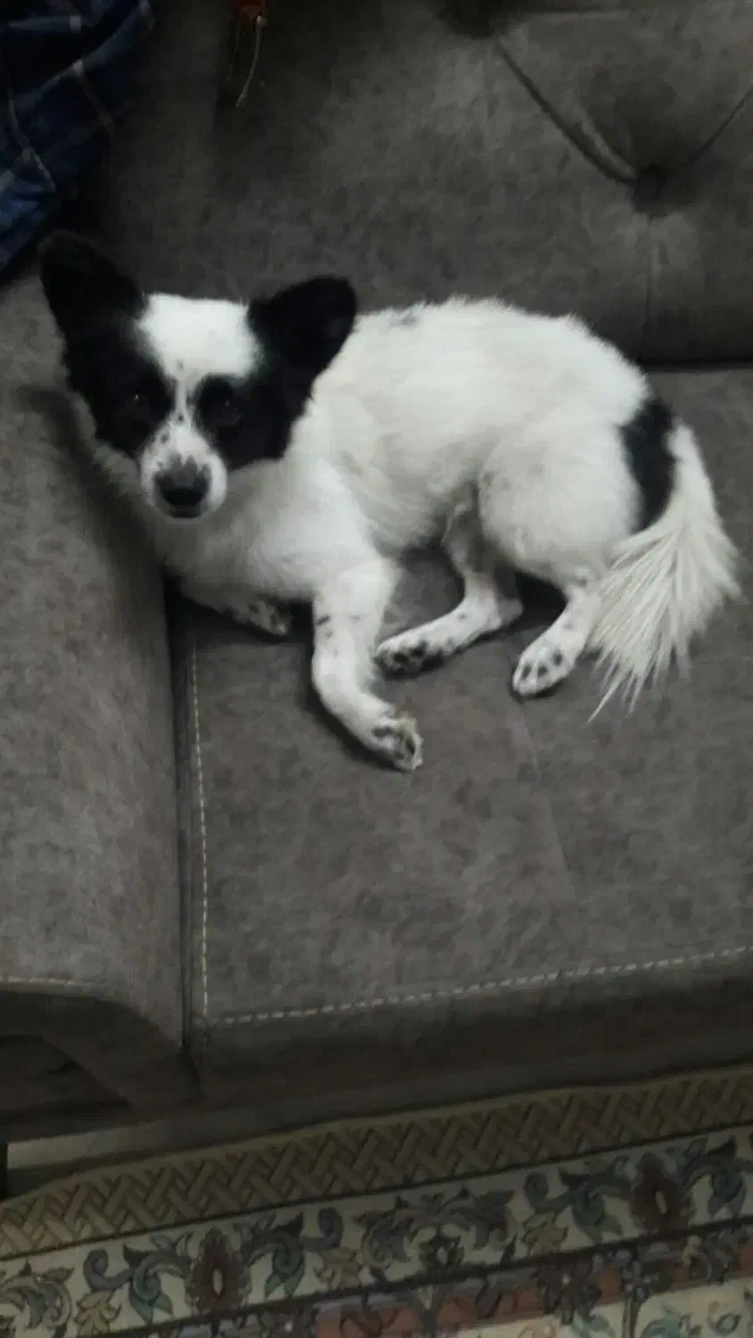 فروش سگ|سگ|پاکدشت, پاکدشت (مامازند)|دیوار