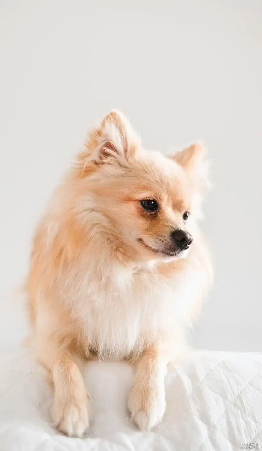 یک عدد سگ گم شده سفید قهوه ای  پا کوتاه|سگ|کرمان, |دیوار