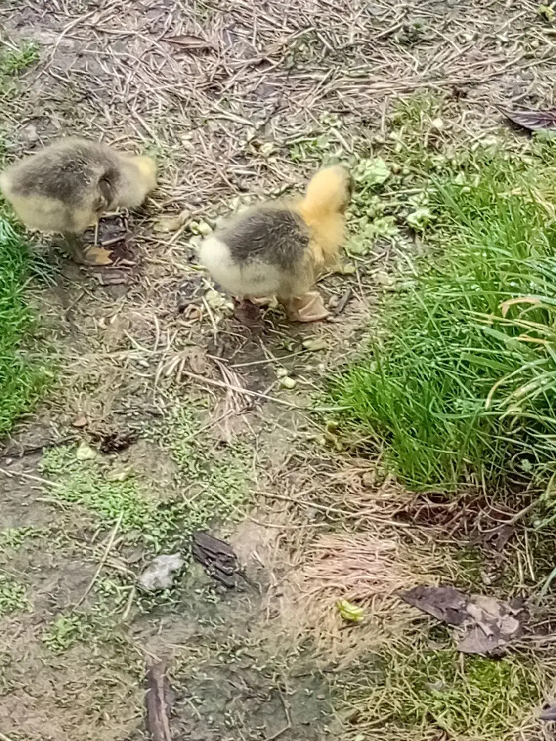 جوجه غاز|حیوانات مزرعه|رشت, حومه رشت|دیوار