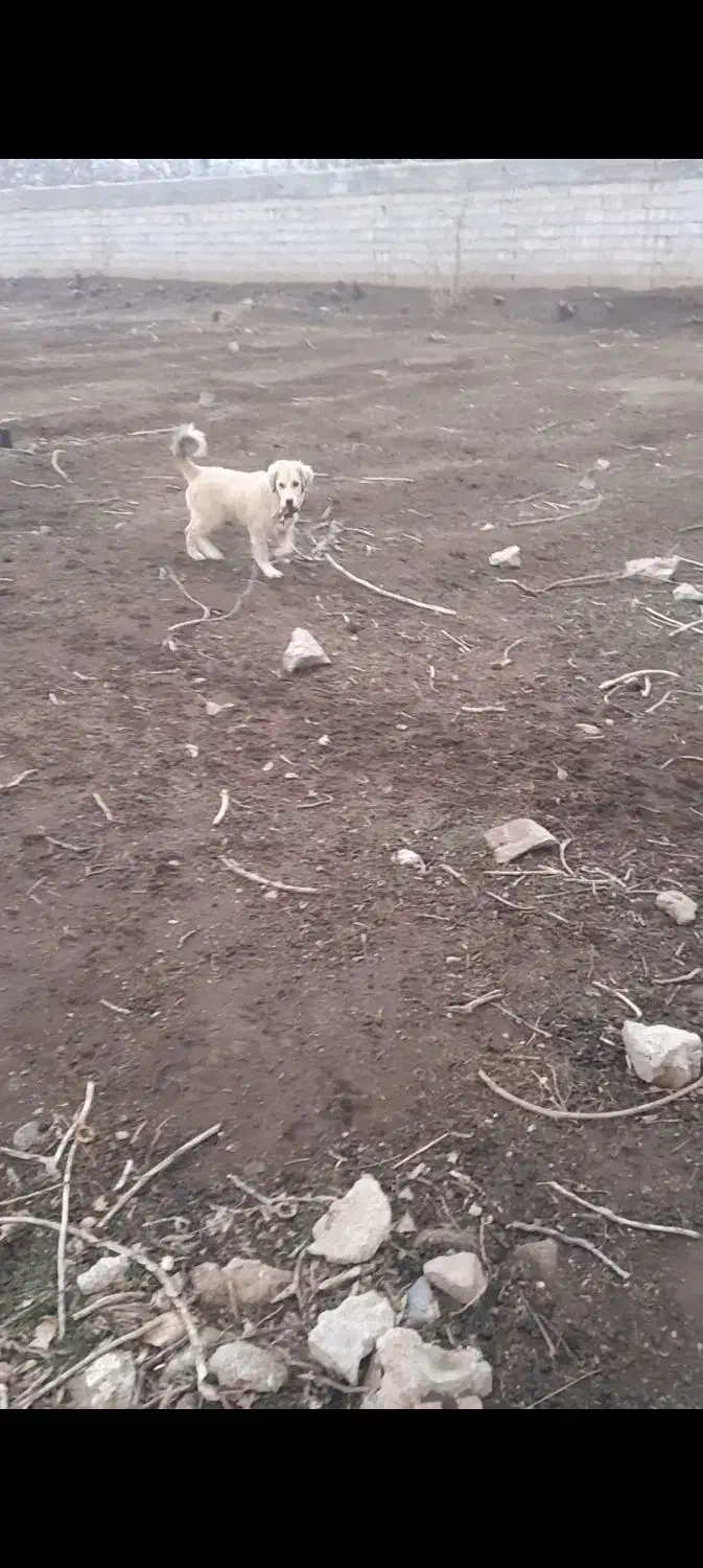 سگ گمشده|حیوانات|مرند, |دیوار