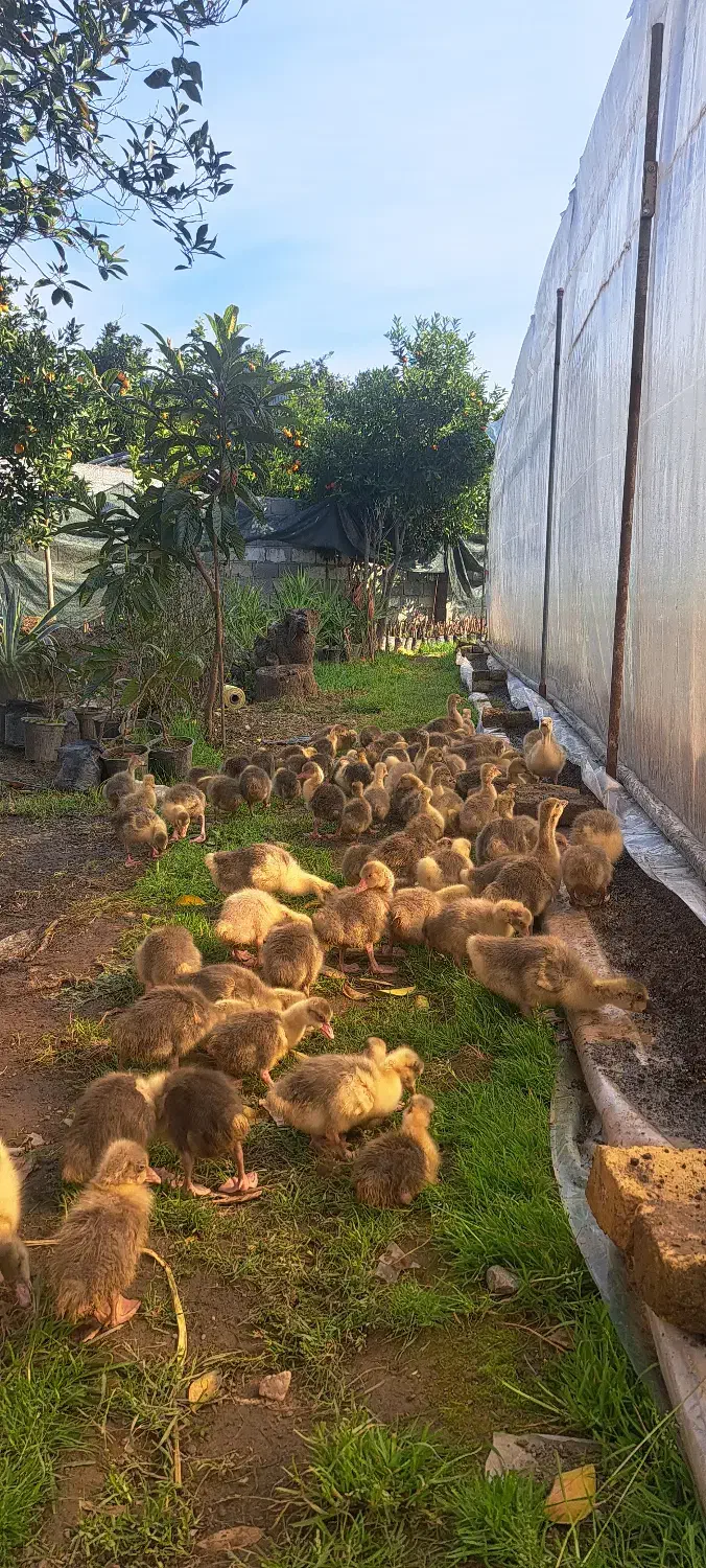 جوجه غاز درجه یک|حیوانات مزرعه|قائم‌شهر, |دیوار