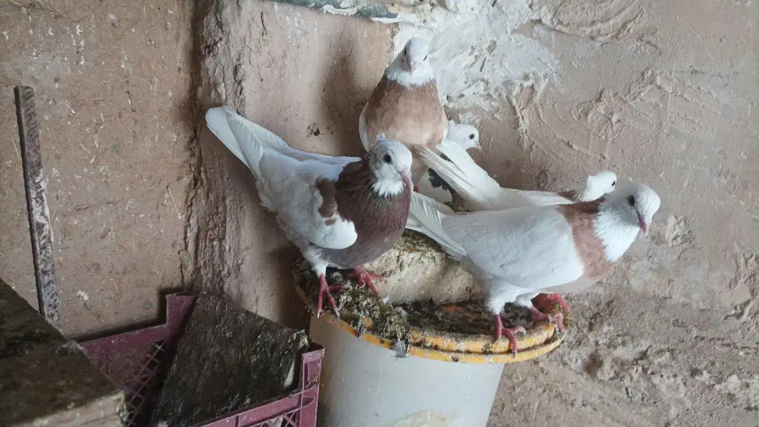 طوقی|پرنده|ماهدشت, |دیوار