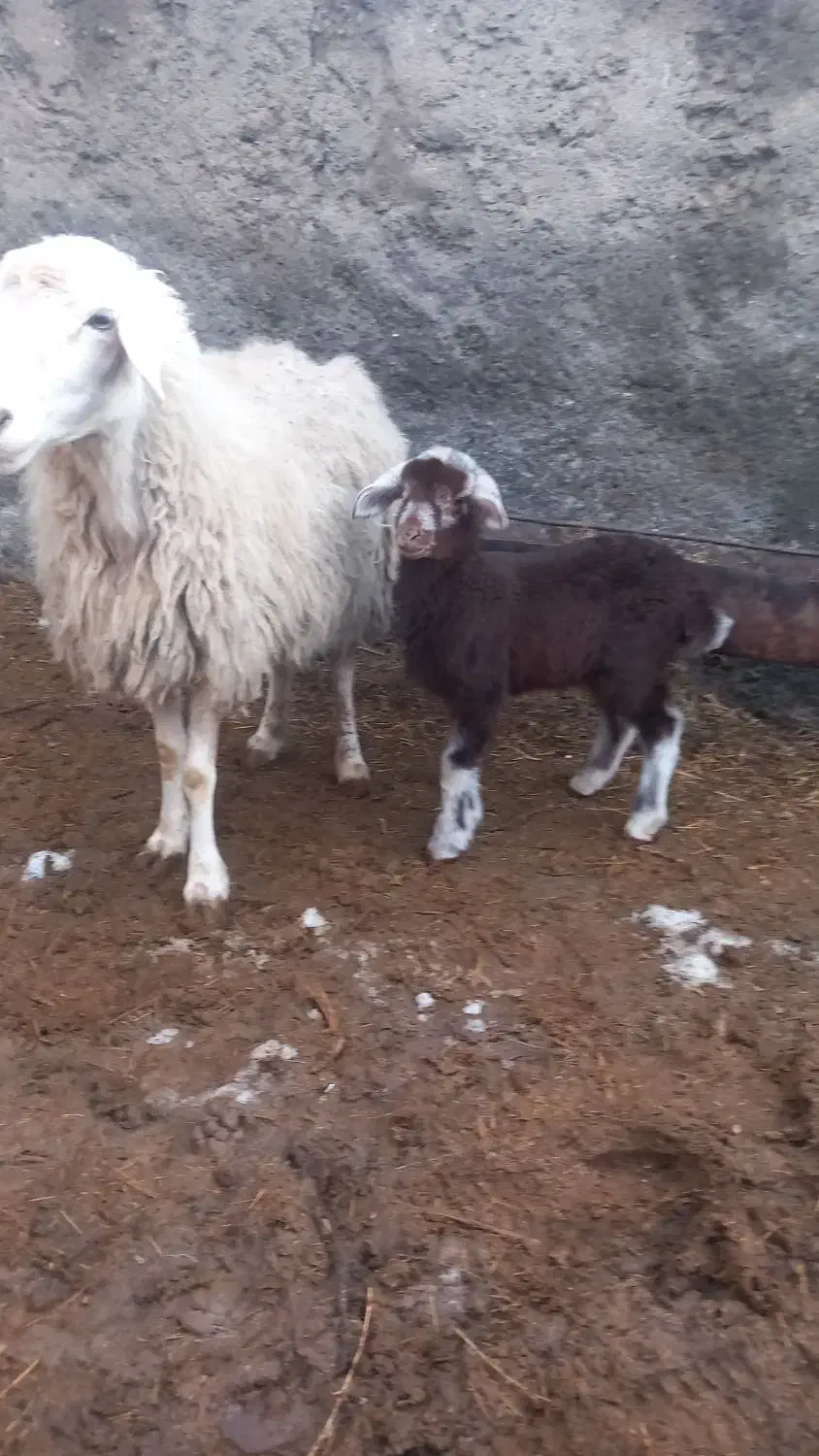 گوسفند|حیوانات مزرعه|نیشابور, شهرک زرگران|دیوار