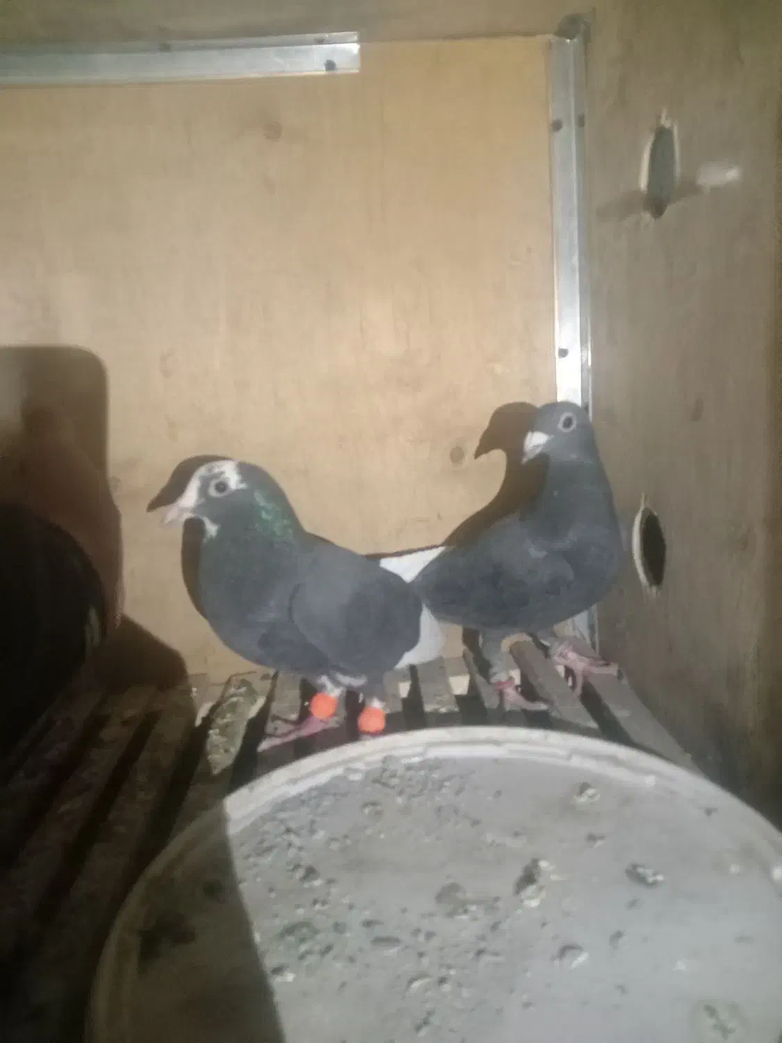 کبوتر کرمونی|پرنده|تربتحیدریه, بالا ولایت|دیوار