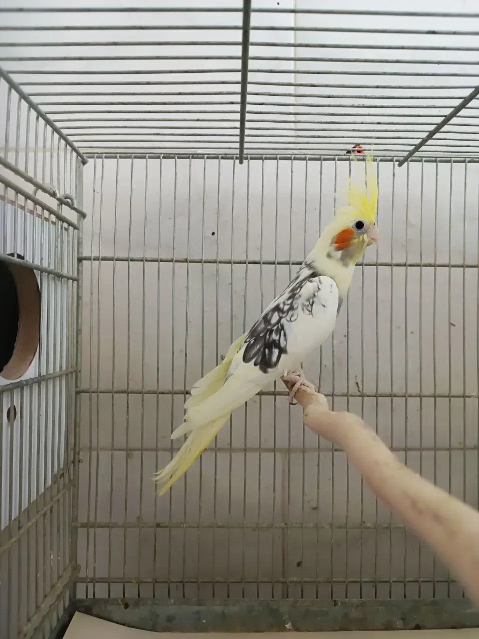 طوطی‌عروس‌‌دستی|پرنده|قم, سید معصوم|دیوار