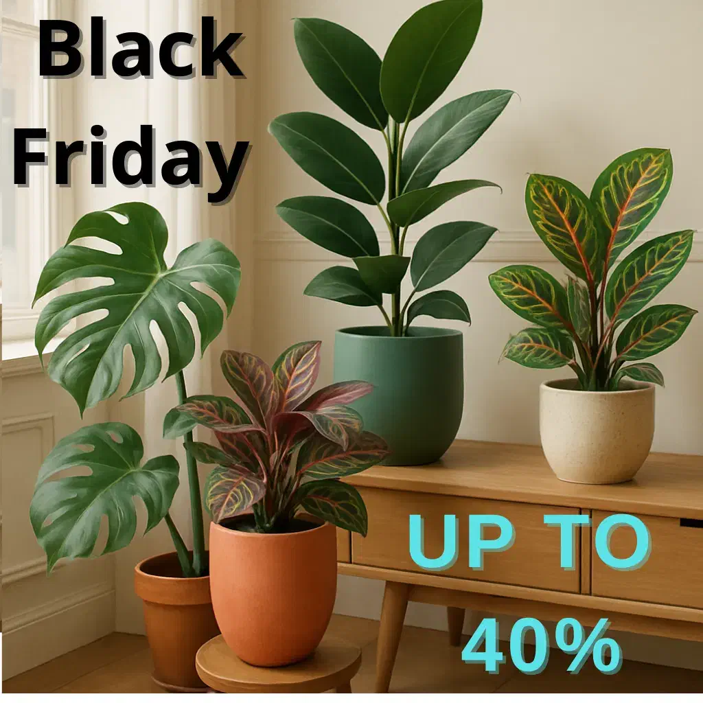 گل و گیاه تا ۴۰ درصد تخفیف|گل و گیاه طبیعی|مشهد, ولیعصر (شهرک غرب)|دیوار