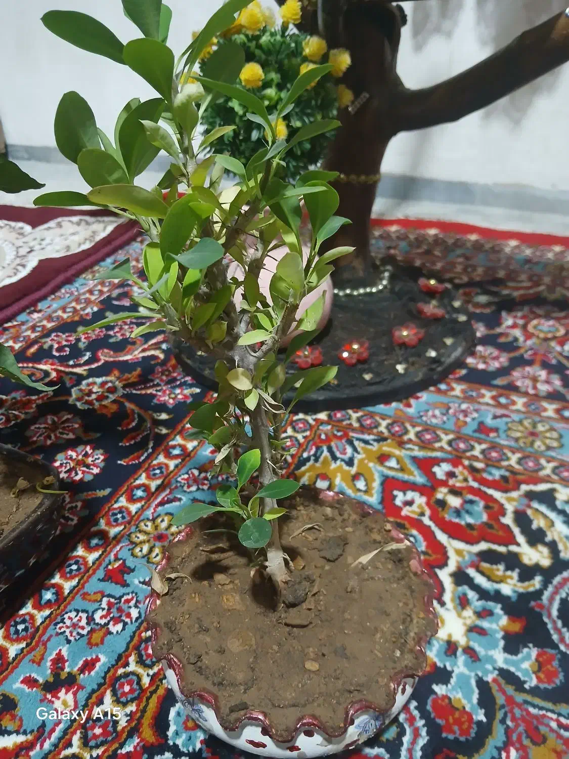 ۴ عدد گل طبیعی زیبا|گل و گیاه طبیعی|ایوان, |دیوار