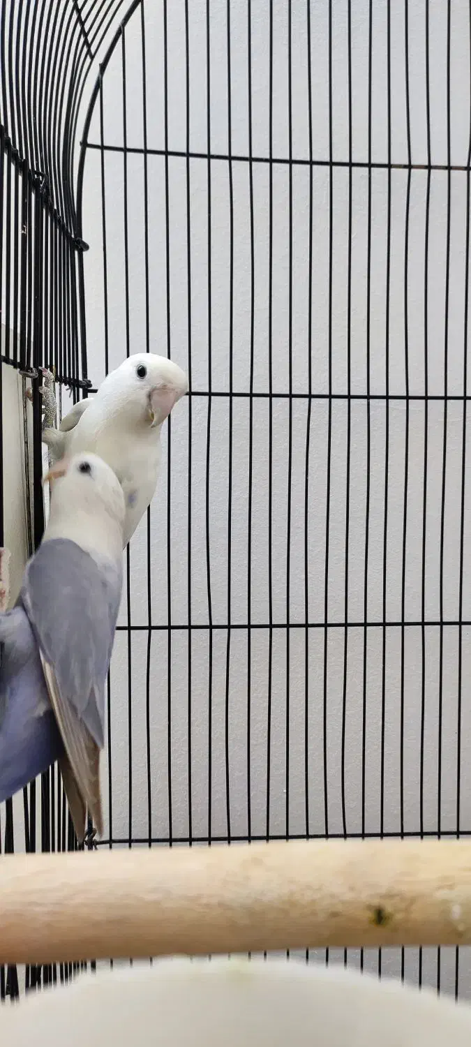 جفت طوطی کوتوله|پرنده|مشهد, شاهد (شهرک غرب)|دیوار