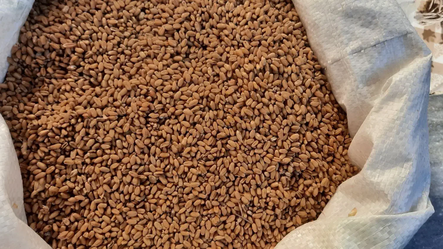 گندم تکتاز|عمدهفروشی|گرگان, |دیوار