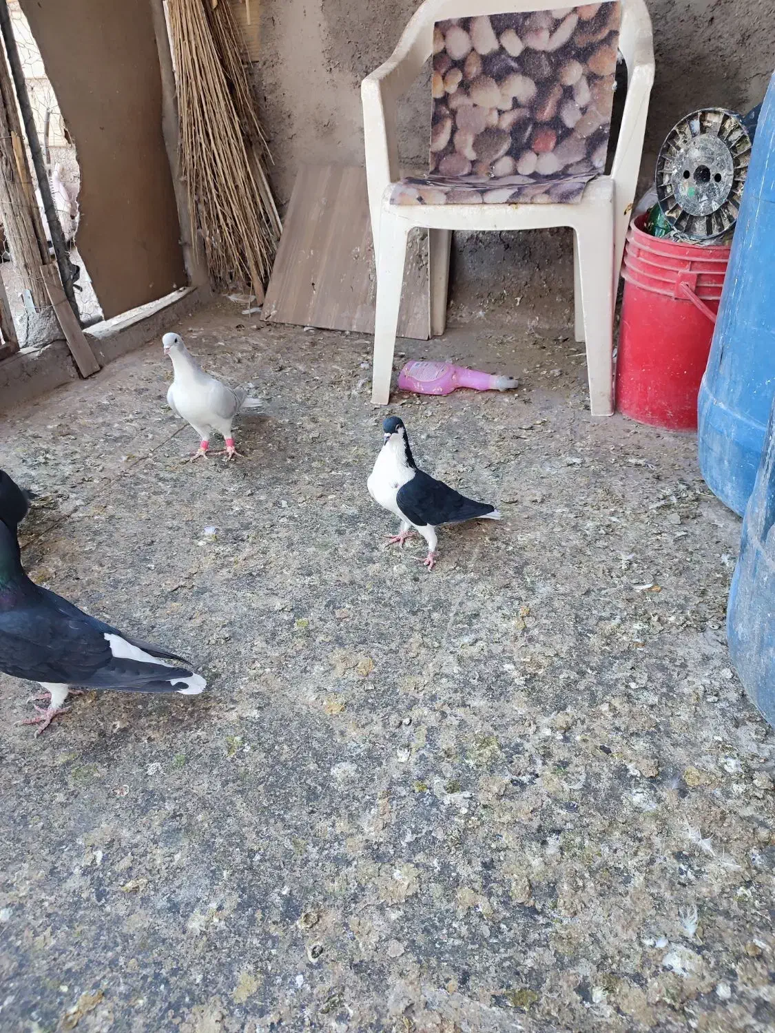 چپ سیاه ماده|پرنده|اقبالیه, |دیوار