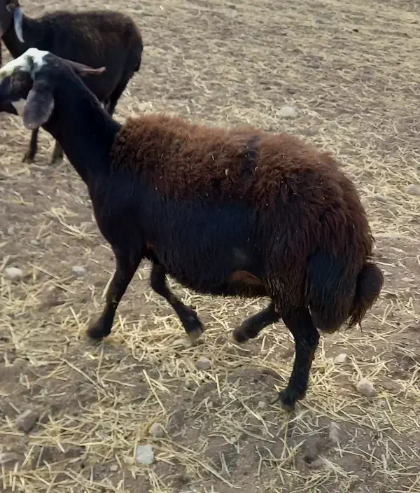 شیشک کله سفید یه دندون|حیوانات مزرعه|زاغه, |دیوار