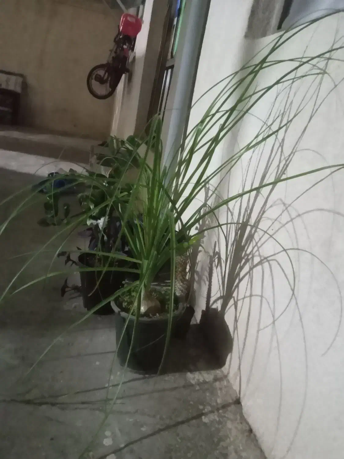 گل زیبا وجذاب|گل و گیاه طبیعی|اسلامآباد غرب, |دیوار