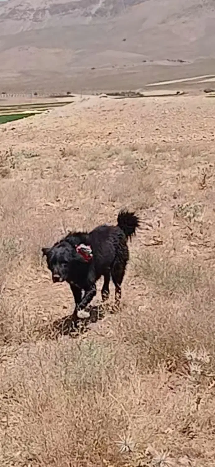 گمشده|حیوانات|خوانسار, |دیوار