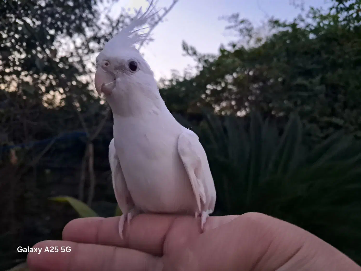 عروس آلبینو رام رام حلقه پا|پرنده|رودسر, |دیوار