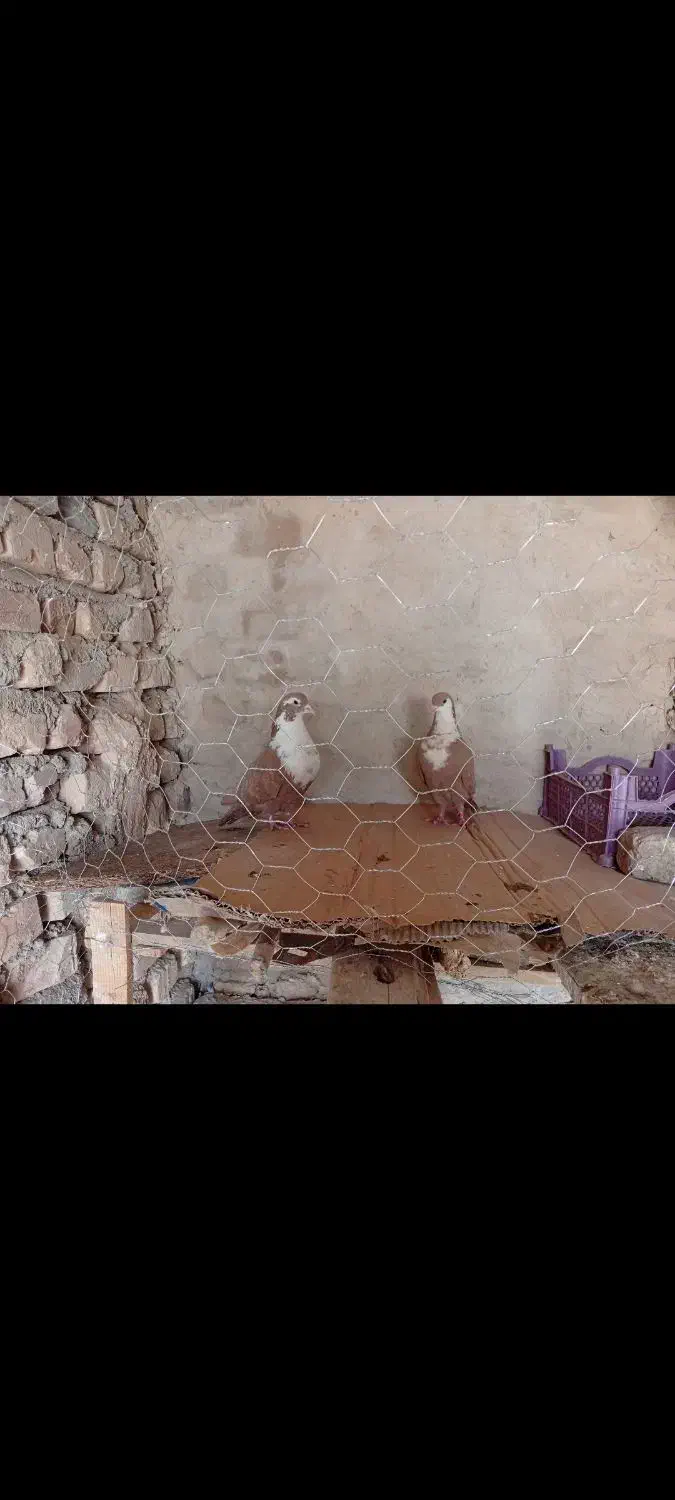 ریش گلاب|پرنده|خاش, |دیوار