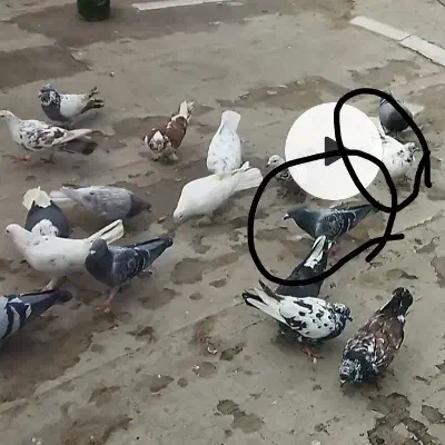 کفتر|حیوانات|قم, زاویه|دیوار