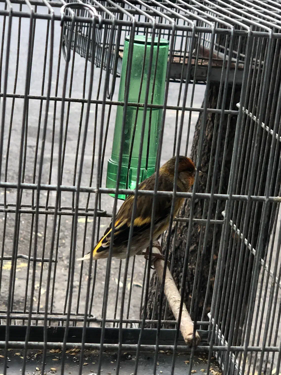 سهره قناری قرص|پرنده|تهران, کوثر|دیوار