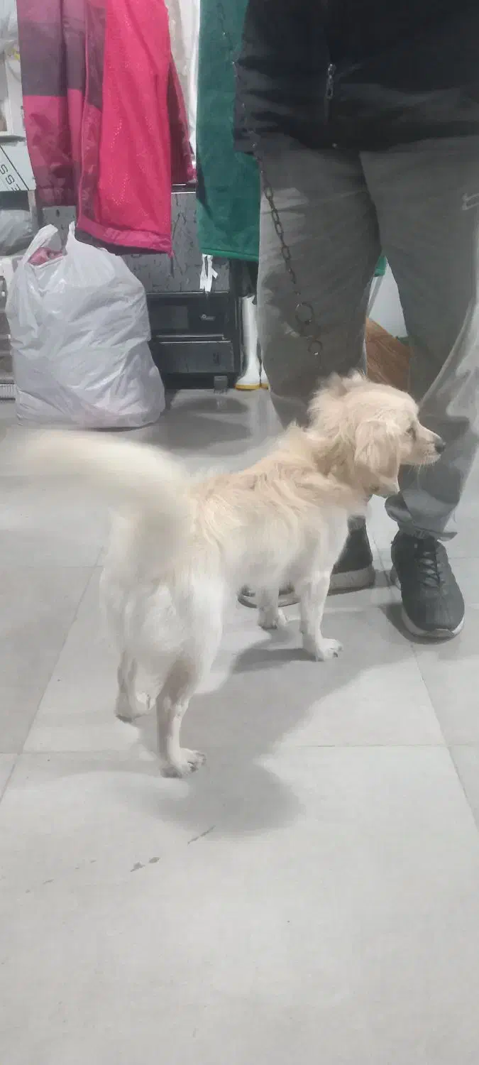 فروش یک قلاده سگ|سگ|نوشهر, |دیوار