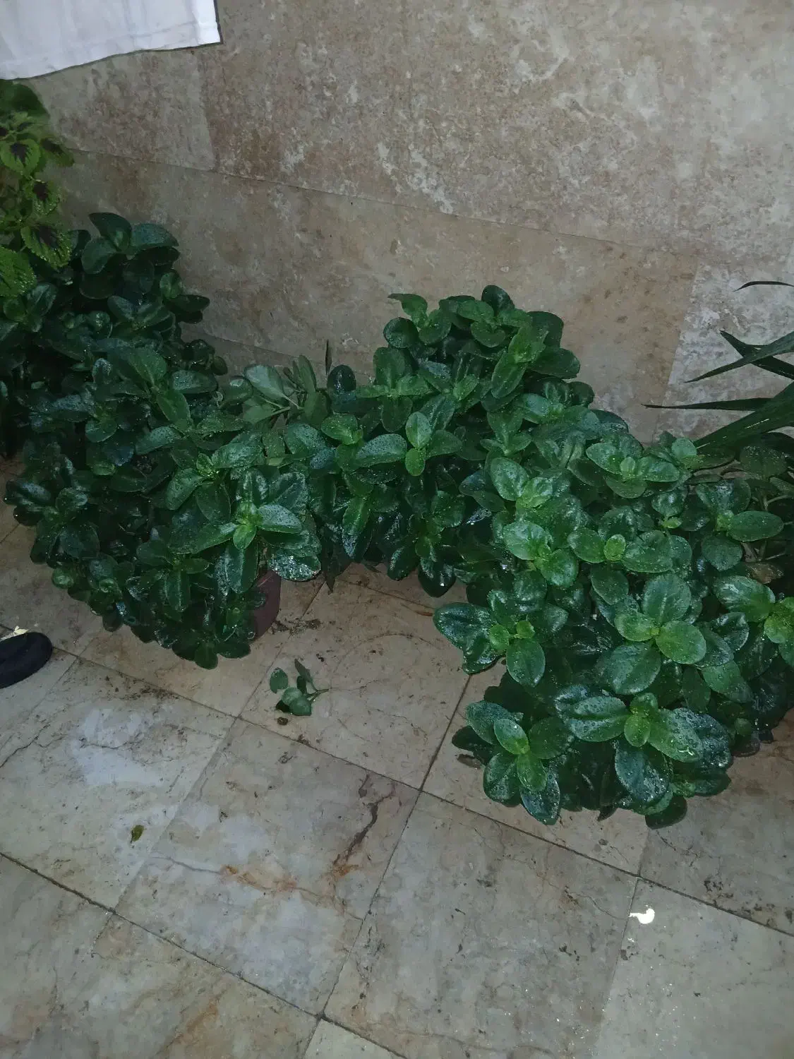 گل قاشقی بزرگ|گل و گیاه طبیعی|شهریار, شهرک وائین|دیوار